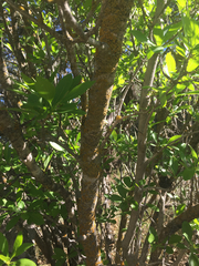 Forestiera pubescens pubescens