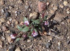 Erythranthe androsacea