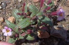 Erythranthe androsacea