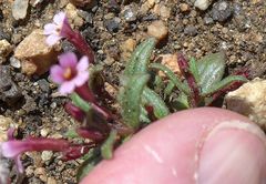 Erythranthe androsacea