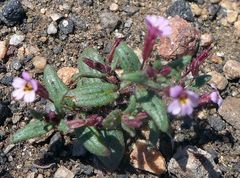Erythranthe androsacea
