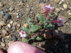 Erythranthe androsacea