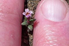 Erythranthe androsacea