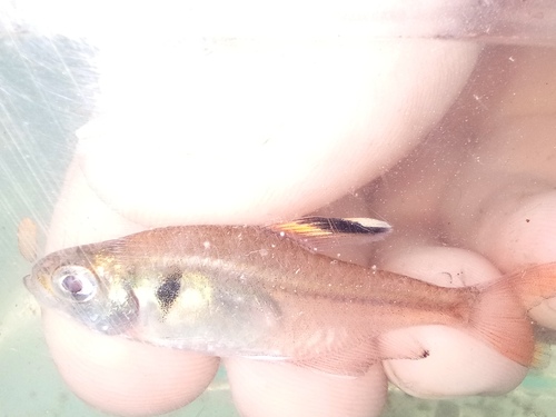 Hyphessobrycon simulatus — Characidae