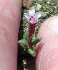 Erythranthe androsacea