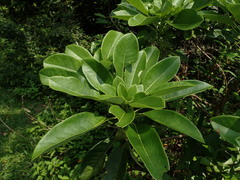 Daphniphyllum calycinum