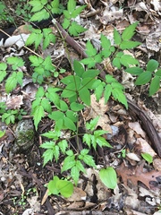 Actaea pachypoda