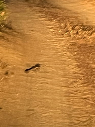 iNaturalist observation photo of Common Poorwill