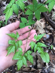 Actaea pachypoda
