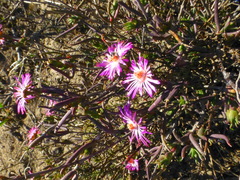 Lampranthus spiniformis