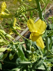 Brassica oleracea viridis