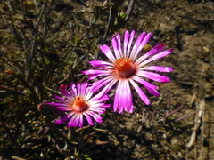 Lampranthus spiniformis