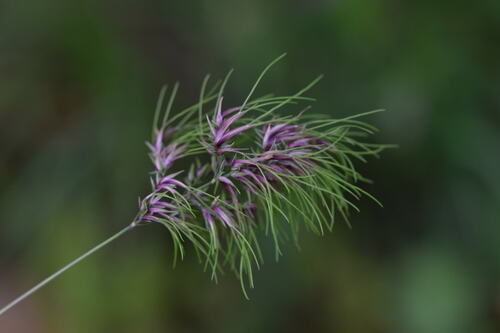 How to identify Poa bulbosa L.