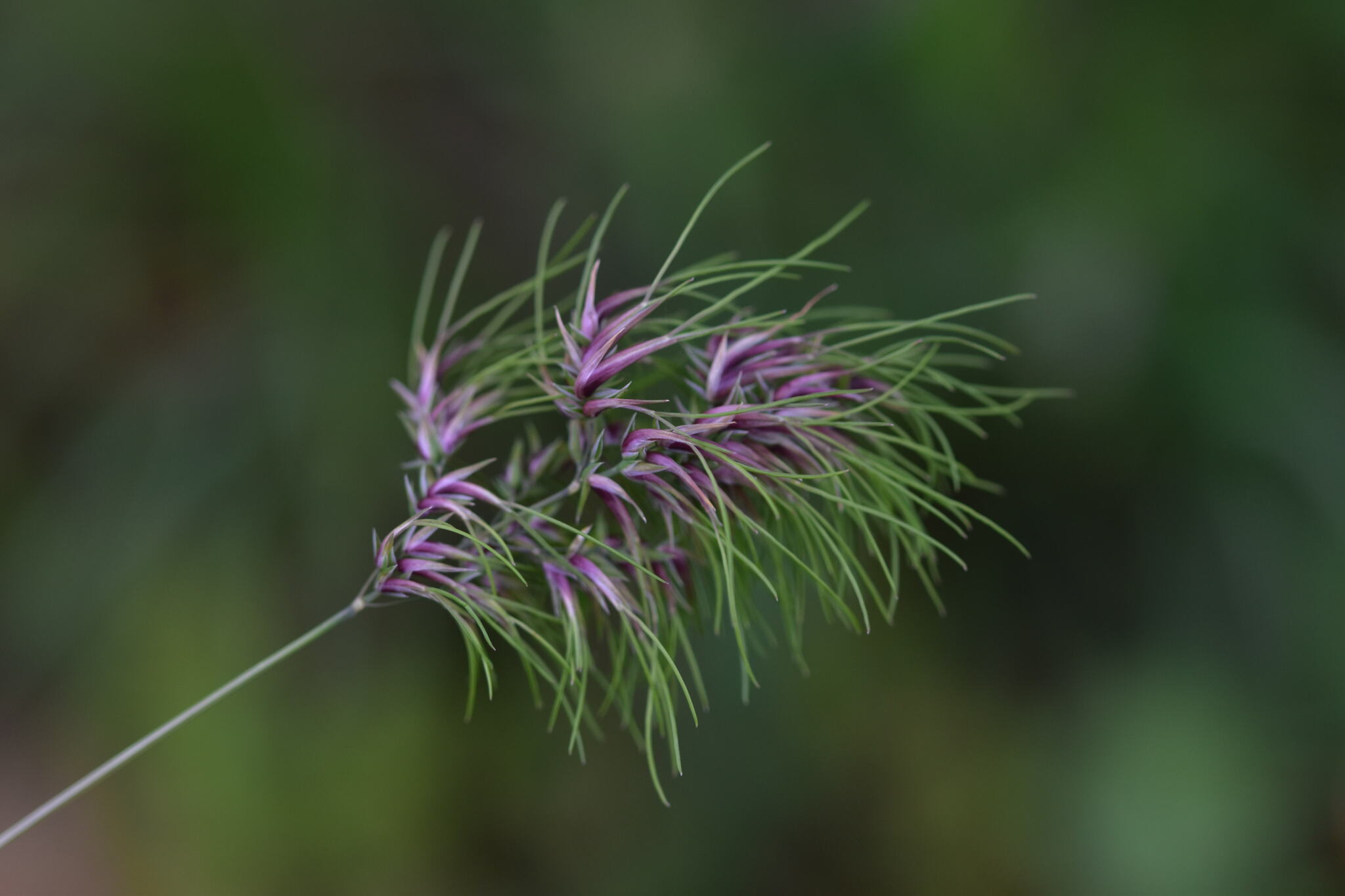 Poa bulbosa