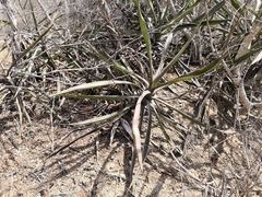 Agave angustifolia