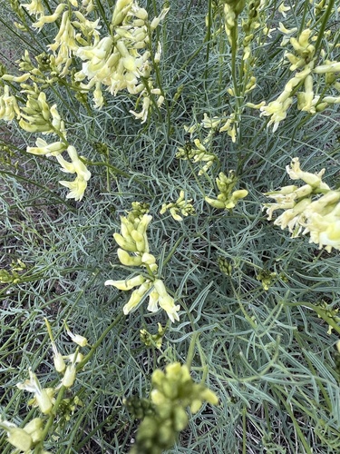Image of Astragalus filipes by no rights reserved