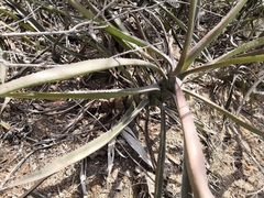 Agave angustifolia