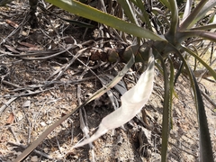 Agave angustifolia