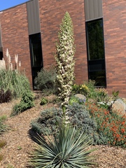 Hesperoyucca