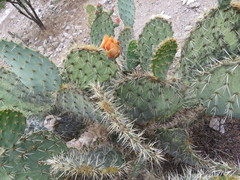Opuntia rastrera