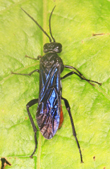 Lagium atroviolaceum