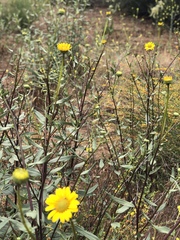 Helianthus gracilentus