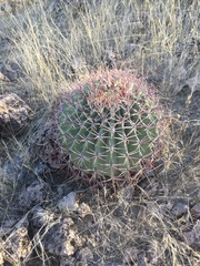 Ferocactus emoryi emoryi
