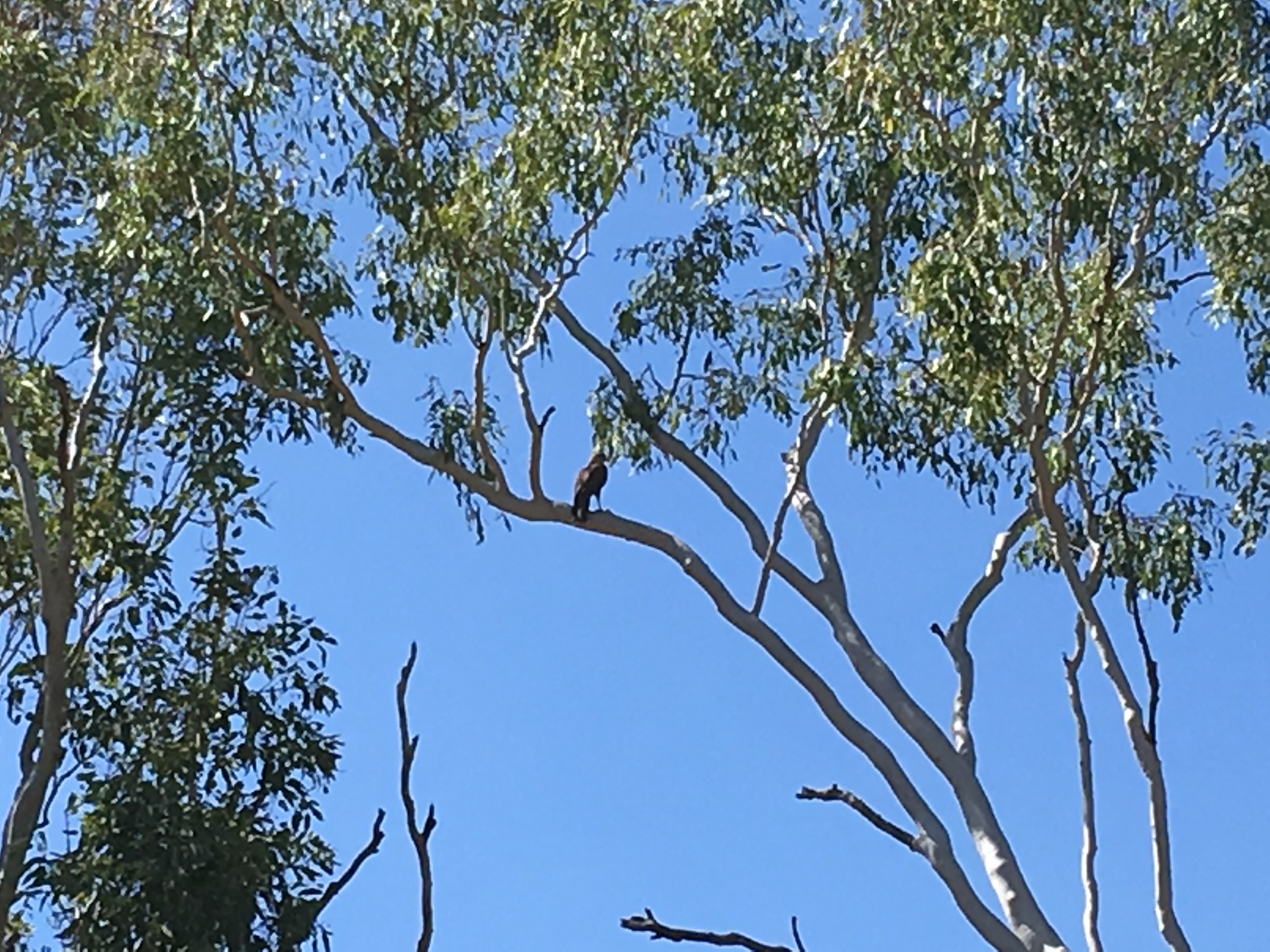 Red Goshawk (Erythrotriorchis radiatus), photo 5