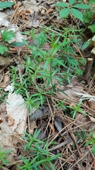 Galium uniflorum