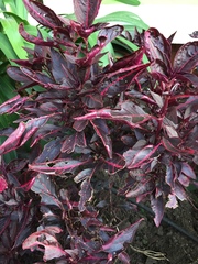 Iresine diffusa herbstii