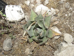 Agave flexispina