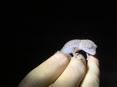 Kimberley Rough Knob-tail