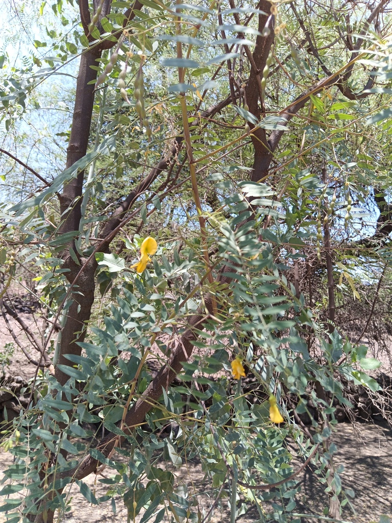Sesbania longifolia DC. 2