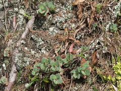 Kalanchoe fedtschenkoi