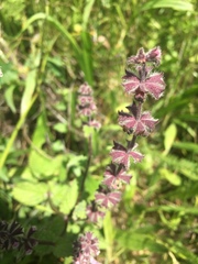 Stachys ajugoides