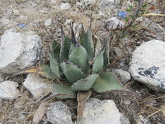 Agave flexispina