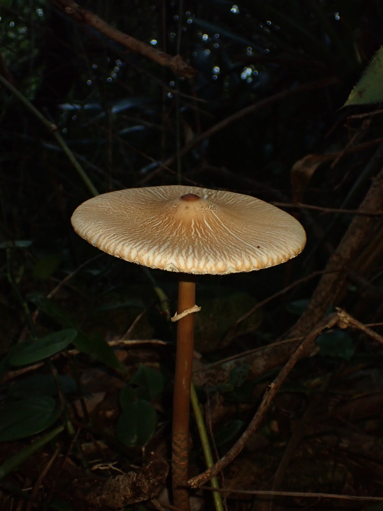 Macrolepiota capelariae · April 2024 · photo: © agujaceratops (iNaturalist, cc0)