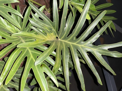 Philodendron xanadu iNat (2)