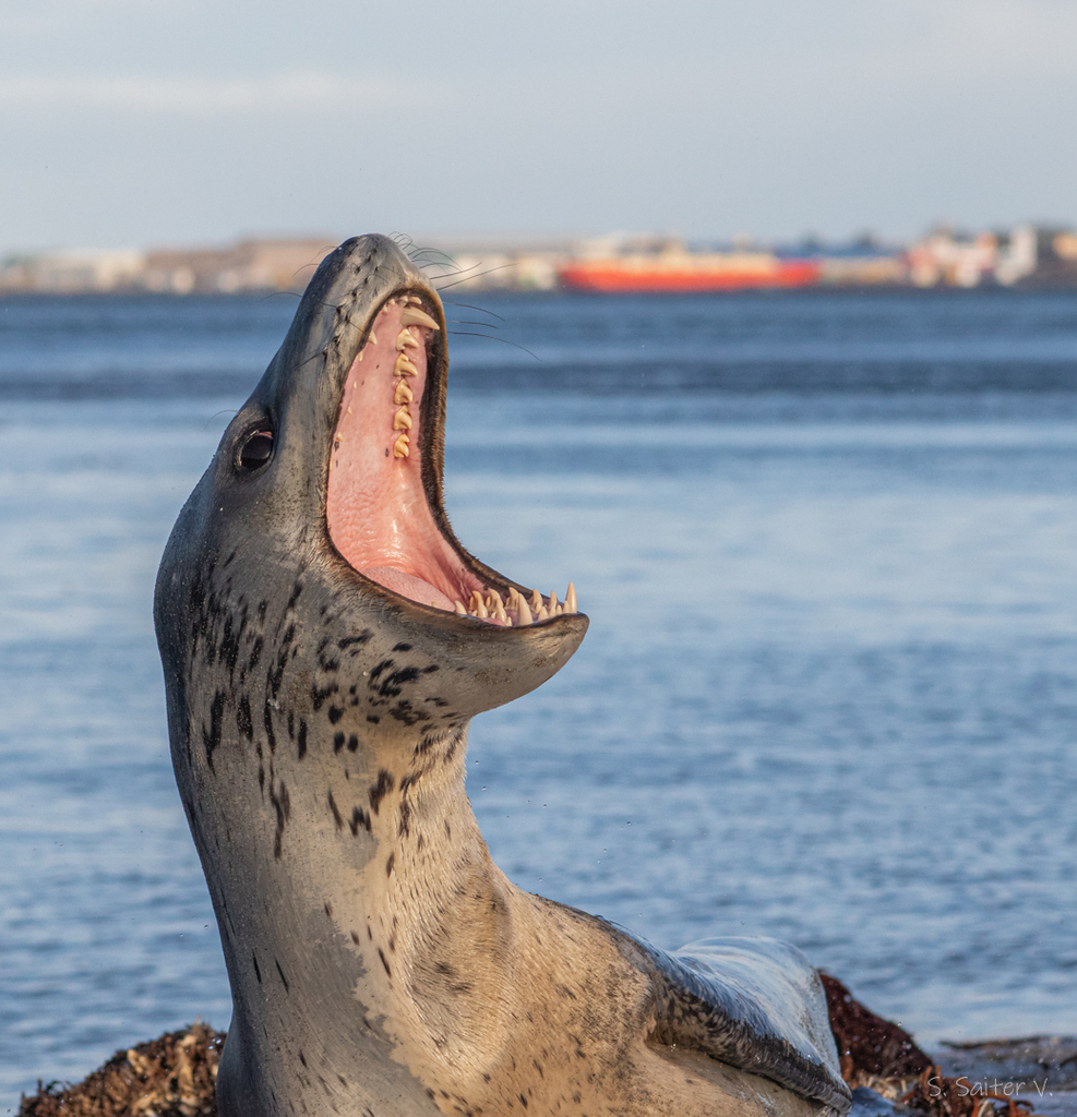 Leopard seal resting on rocks at the water's edge with its mouth wide open