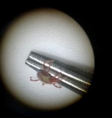 Balaustium