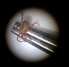 Balaustium
