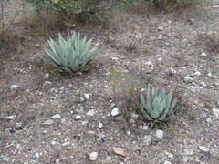 Agave flexispina