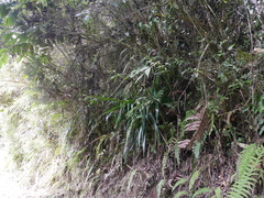 Guzmania triangularis