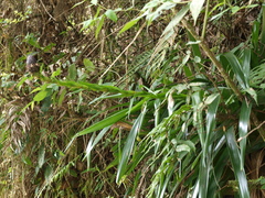 Guzmania triangularis