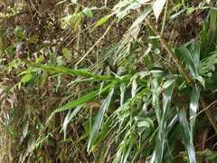 Guzmania triangularis