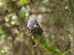 Guzmania triangularis