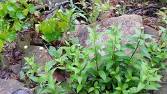 Marshallia trinervia