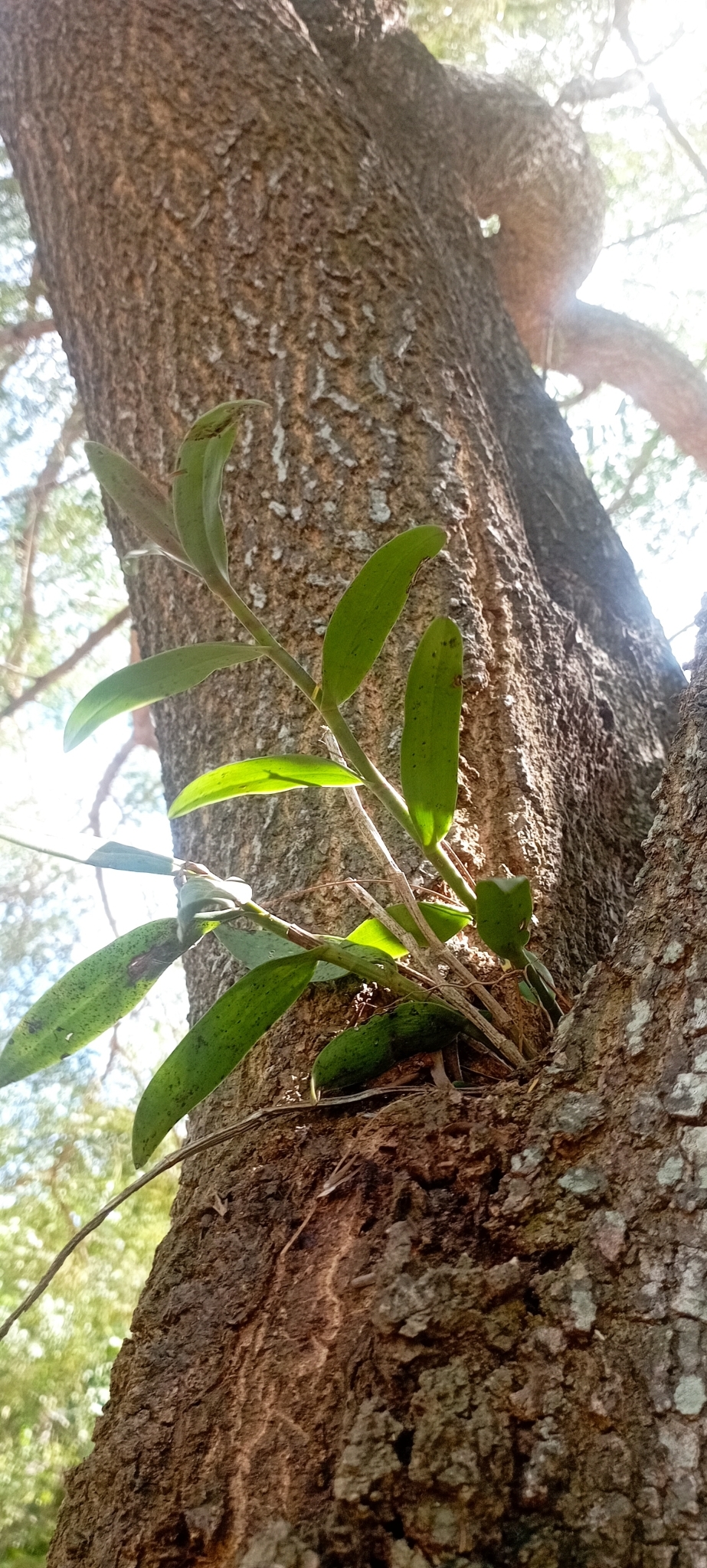 Epidendrum mininocturnum Dodson 2