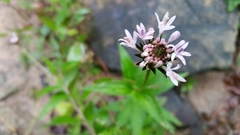 Marshallia trinervia