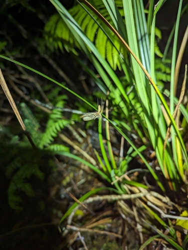 Tetragnatha stelarobusta, 2024-02-24
